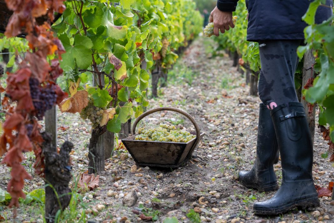 Un trabajador agrícola cosecha uvas en un viñedo en Pessac, cerca de Burdeos el 23 de agosto de 2022. EFE/EPA/CAROLINE BLUMBERG
